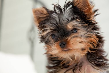 Köpekteki küçük Yorkshire Teriyeri