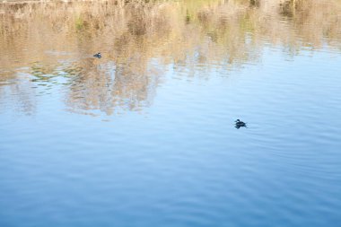 Gölde yüzen güzel ördekler.