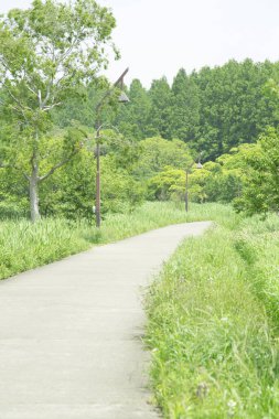 Güzel yeşil park Uzun ağaçlarla