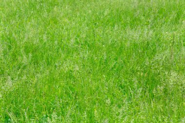 Bahar, doğa yeşil alan