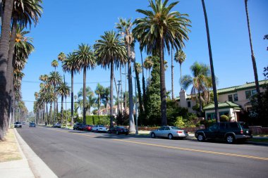 Tropikal Beverly Hills, Los Angeles, Kaliforniya 'da palmiye ağaçları.