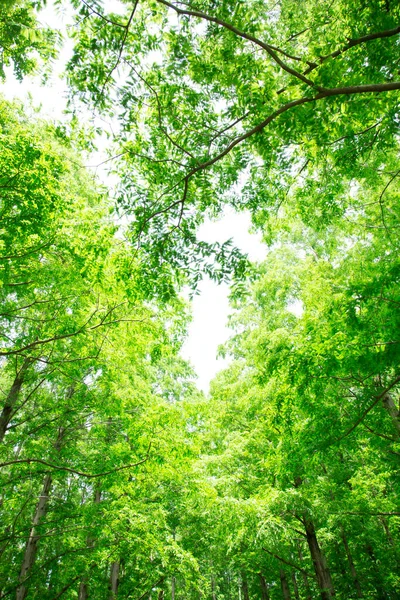 Красивый Зеленый Парк Высокими Деревьями — стоковое фото