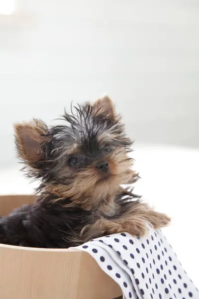 可爱的小狗在篮子里 — 图库照片