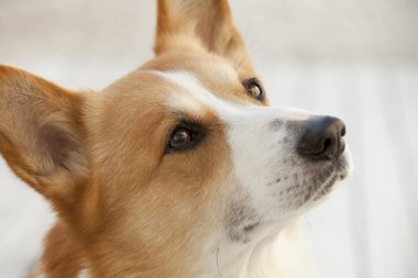 Küçük şirin bir köpeğin portresi. 