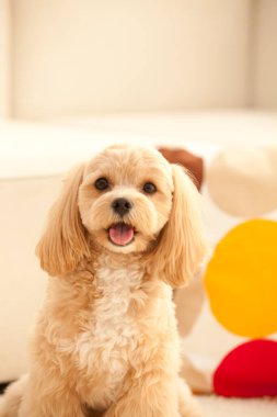 Şirin köpek yavrusu evde yatıyor, yakın plan.