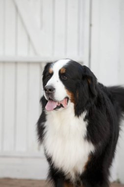 Sevimli bir Berner Sennenhund köpeğinin portresi. 