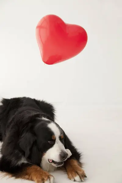 Close Portrait Cute Bernese Mountain Dog Red Heart Shaped Balloon — Stock Photo, Image
