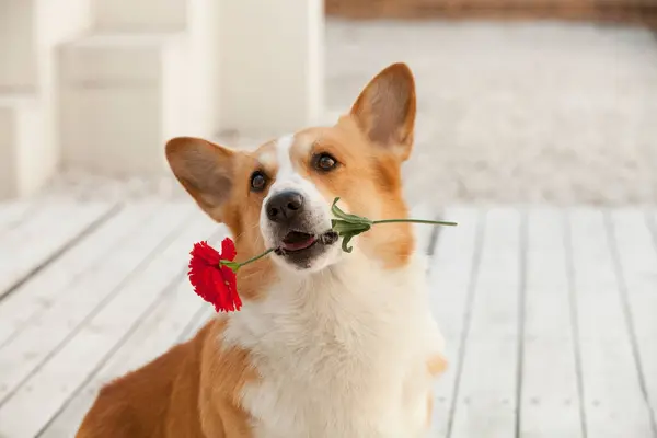 Porträt Des Walisischen Corgi Hundes Mit Rosenblüte — Stockfoto