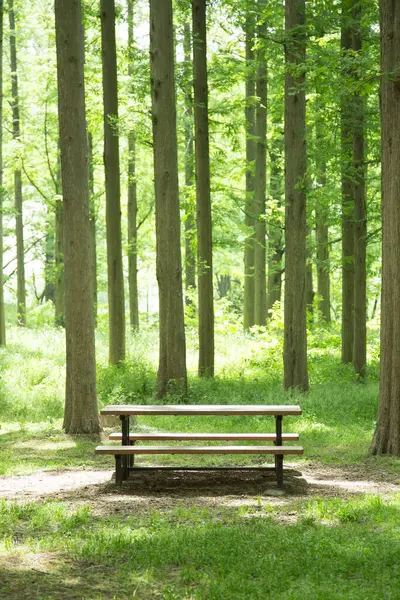Bench Park Nature — Stock Photo, Image