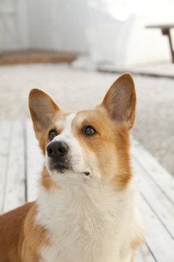 Ahşap zeminde Galli Corgi köpeği portresi