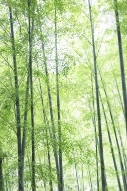 İlkbaharda ormanda yeşil bambu ağaçları 