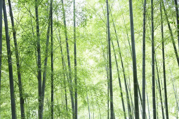 森林里的竹树 — 图库照片