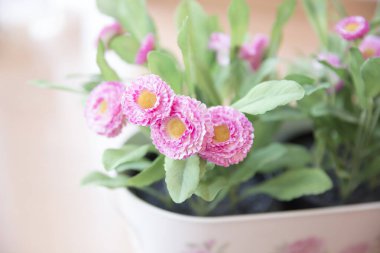 Saksıda güzel pembe çiçekler, yakın çekim manzarası.  