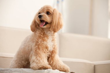 Şirin köpek yavrusu evde yatıyor, yakın plan.