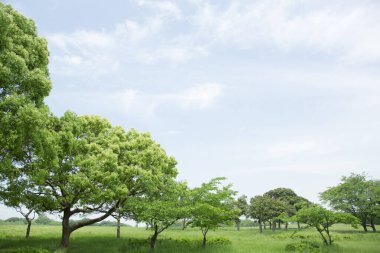 Bahar parkındaki ağaçlar, doğa