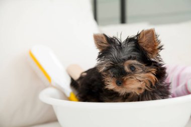 Yorkshire Terrier köpeği portreyi kapat 