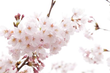 Kiraz ağaçları çiçek açıyor, yaklaşın. 