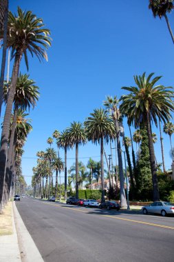 Tropikal Beverly Hills, Los Angeles, Kaliforniya 'da palmiye ağaçları.