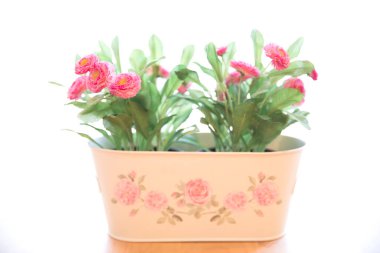 Saksıda güzel pembe çiçekler, yakın çekim manzarası.  