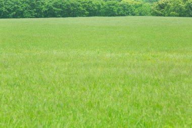 Ağaçlı yeşil çayır.