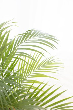 Beyaz bir arka plan üzerinde izole palmiye ağacı yaprakları
