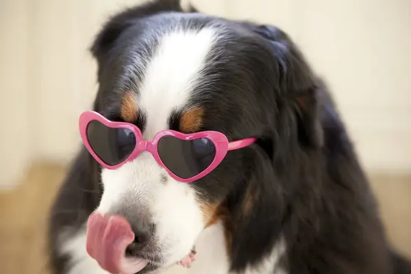 Close Portrait Cute Bernese Mountain Dog Heart Shaped Sunglasses — Stock Photo, Image