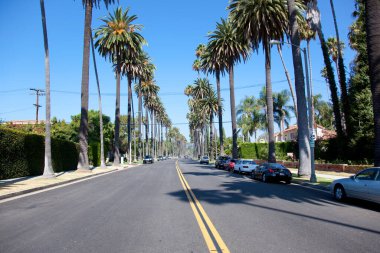Tropikal Beverly Hills, Los Angeles, Kaliforniya 'da palmiye ağaçları.