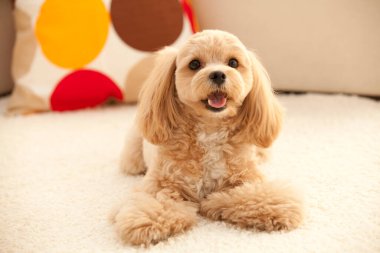 Şirin köpek yavrusu evde yatıyor, yakın plan.