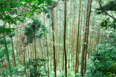 İlkbaharda ormanda yeşil bambu ağaçları 