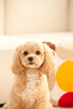 Şirin köpek yavrusu evde yatıyor, yakın plan.