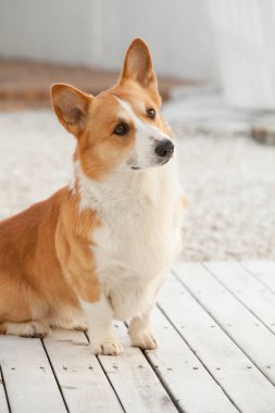 Ahşap zeminde Galli Corgi köpeği portresi