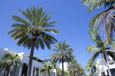 Tropikal Beverly Hills, Los Angeles, Kaliforniya 'da palmiye ağaçları.