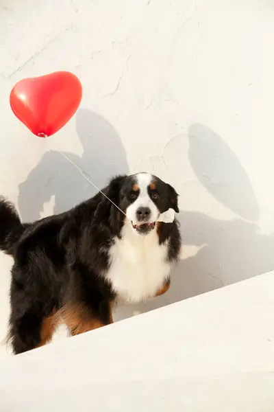 Close Portrait Cute Bernese Mountain Dog Red Heart Shaped Balloon — Stock Photo, Image