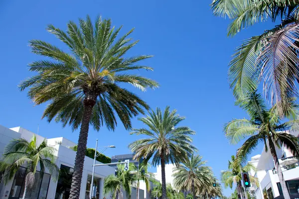 Tropikal Beverly Hills, Los Angeles, Kaliforniya 'da palmiye ağaçları.