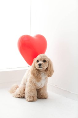 Evinin içinde kırmızı balonu olan şirin bir köpek yavrusu. 