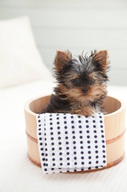 Yorkshire Terrier köpeği portreyi kapat 