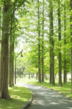 Güzel yeşil park Uzun ağaçlarla
