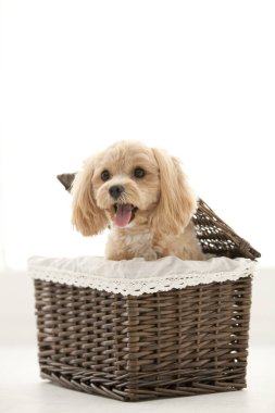 Ev içi sepetin içinde şirin bir köpek yavrusu. 