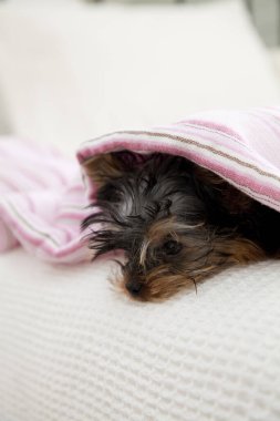 Yorkshire Terrier köpeği portreyi kapat 