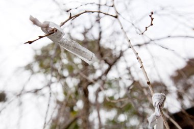 Küçük notlarla bir ağaç dalının yakın plan görüntüsü. 
