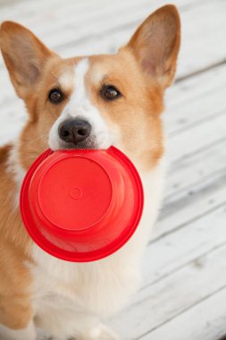 Oyuncak Corgi köpeği portresi. 