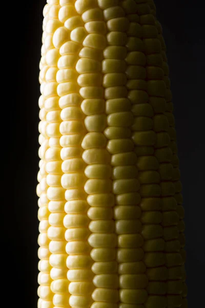 Fresh Corn Cob Isolated Background — Stock Photo, Image