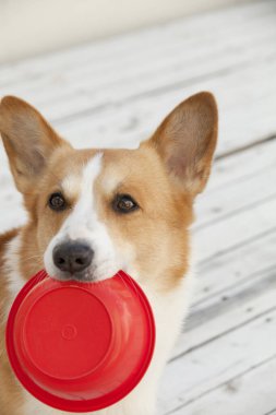 Oyuncak Corgi köpeği portresi. 