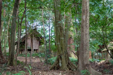Plants and Trees in Summer Forest, Japan, Daytime View 