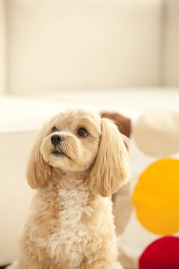 Evdeki küçük şirin köpek yavrusunun yakın çekimi. 