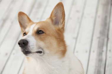 Ahşap zeminde Galli Corgi köpeği portresi