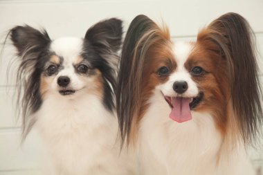 İki sevimli papillon köpeğin portresi. 