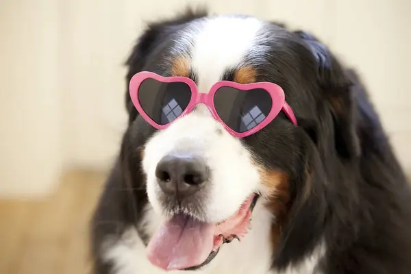 Close Portrait Cute Bernese Mountain Dog Heart Shaped Sunglasses — Stock Photo, Image