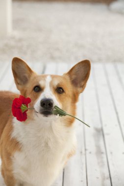 Gül çiçekli Galli corgi sosislisi portresi
