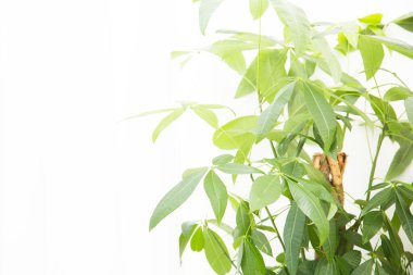 beyaz arkaplanda yeşil yapraklar